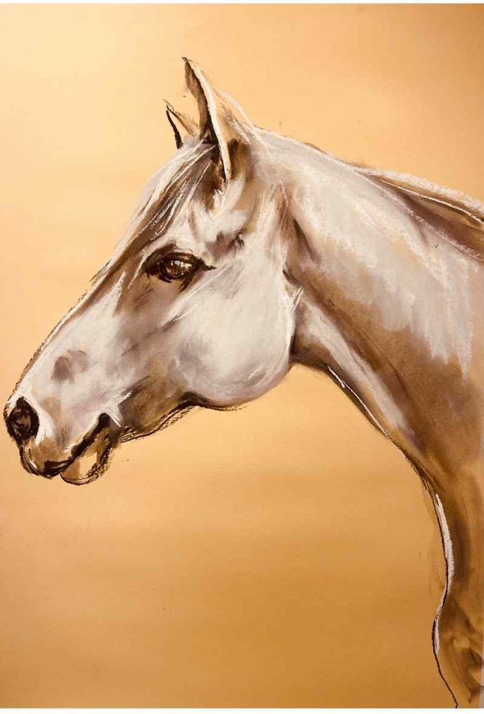 “Hermosa” — Holstein/Quarter horse gelding, rescue horse